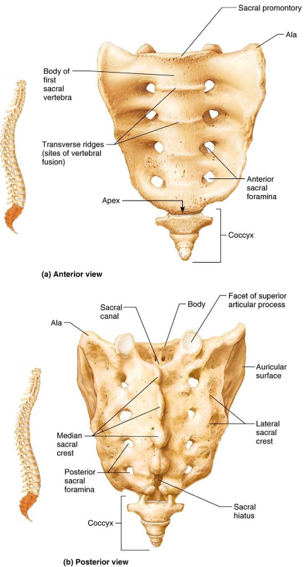 <ul><li><p>Tailbone formed of 3-5 fused vertebrae</p></li><li><p>Articulates with sacrum</p></li></ul><p></p>