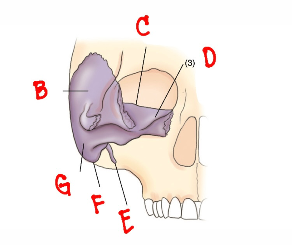 <p>D</p><ul><li><p><strong>it houses the organs of hearing and equilibrium</strong>, including the mastoid air cells</p></li></ul><p></p>