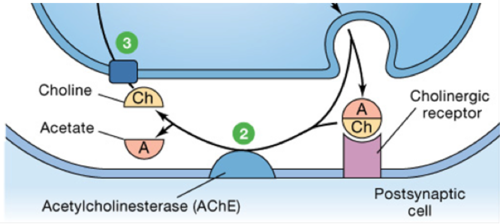 
Following dissociation from the receptor, acetylcholine is rapidly hydrolyzed by the enzyme acetylcholinesterase. The enzyme  converts acetylcholine into its inactive component parts choline and acetate.  

After hydrolysis, acetate quickly diffuses into the surrounding medium, while choline gets taken back into the presynaptic cell. Choline is then recycled by the presynaptic cell for use in the synthesis of more acetylcholine.