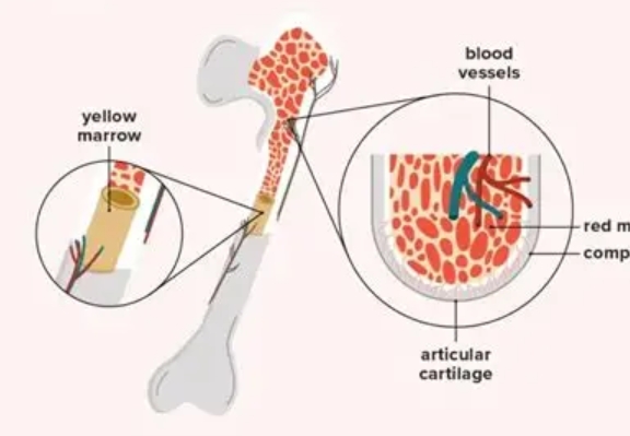 <p>A type of bone marrow responsible for the production of red blood cells, found in the cavities of certain bones, especially in children and adolescents. </p>