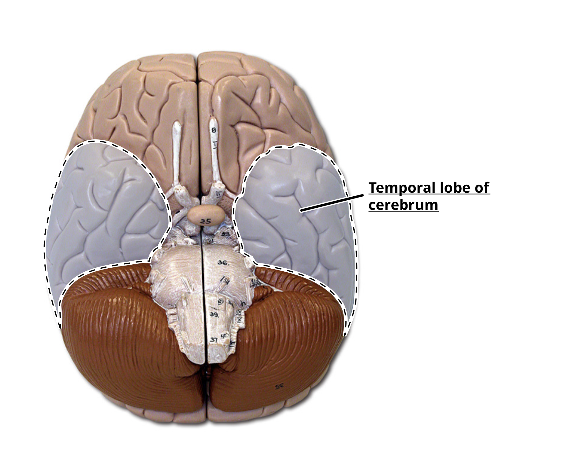 <p>temporal lobe</p>