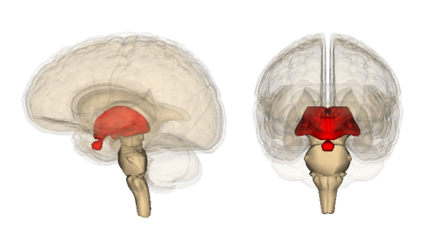 <p>- 2nd layer of the cerebrum (deep to the telencephalon)</p><p>- the core of the cerebrum, surrounded the cerebral hemispheres</p><p>- responsible for sensory and motor relay into and out of the brain, as well as control over the autonomic nervous system</p>