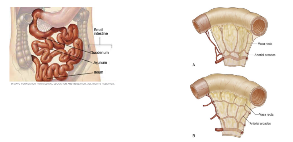 <ul><li><p>Makes up proximal 2/5ths of last 2 sections of small intestine — mostly in left upper quadrant in abdomen, with a larger diameter &amp; thicker wall than ileum</p></li><li><p>Additionally, inner mucosal lining is characterized by numerous prominent folds circling the lumen — plicae circulares</p></li><li><p>Has less prominent arterial arcades and longer vasa recta (straight arteries) compared to those of the ileum </p></li><li><p>Vascularixation — </p><ul><li><p>Jejunal arteries from SMA</p></li><li><p>Jejunal veins to SMV </p></li></ul></li></ul>