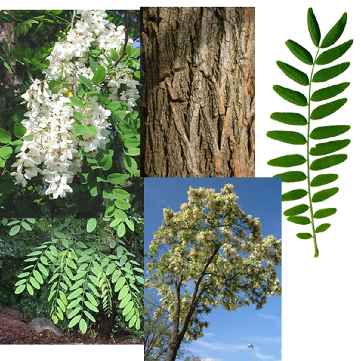 <p>Compound leaves with oval leaflets, paired spines at nodes; campus.</p>