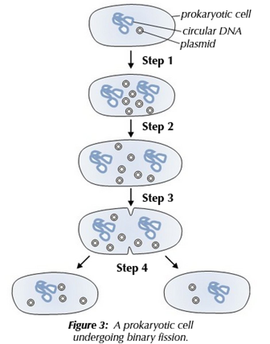 <p>1) The circular DNA and plasmid(s) replicate; the main DNA loop is only replicated once, but plasmids can be replicated many times.<br>2) The cells get bigger, and the DNA loops move to opposite 'poles' (ends) of the cell.<br>3) The cell membrane begins to grow between the two DNA molecules and begins to pinch inward, and the cytoplasm begins to divide (and new cell walls begins to form).<br>4) The cytoplasm divides and two daughter cells are produced; each daughter cells has one copy of the cicular DNA, but can have a variable number of copies of the plasmid(s).</p>