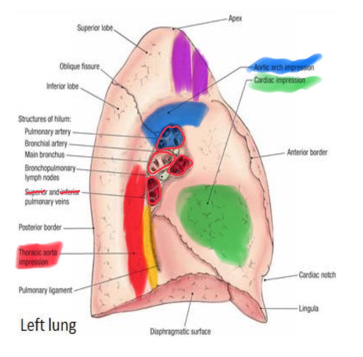<p>- Heart</p><p>- Arch of aorta</p><p>- Thoracic aorta</p><p>- Esophagus</p><p>- Left subclavian vessel</p>