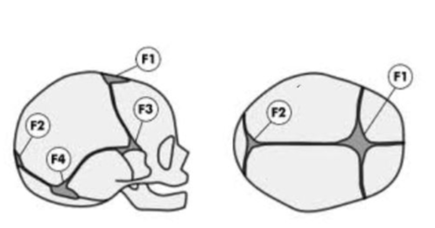 <p>When does each Fontanelle close?</p>