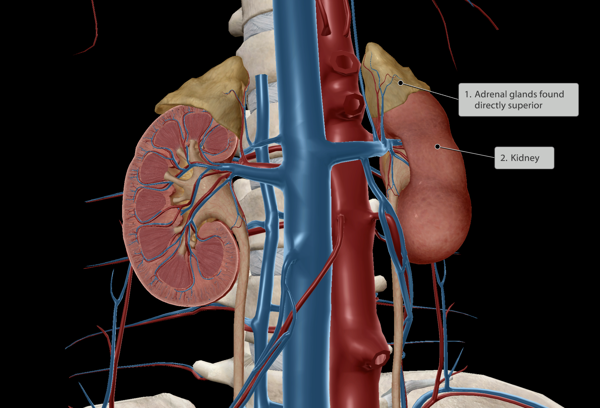 <p>Filters blood approx 60 times per day</p><ul><li><p>~<strong>1.8L</strong> of urine is produced</p></li><li><p>Paired organ</p></li></ul><p><strong><em><mark data-color="blue" style="background-color: blue; color: inherit;"><u>Location</u></mark></em></strong>:</p><ul><li><p>Upper left and right quadrants</p></li><li><p>Located closer to the posterior aspect of the body &amp; spine</p><ul><li><p>Greater chance of collateral injury when back is injured</p></li><li><p>Partially protected by 11th &amp; 12th ribs (floating ribs)</p></li><li><p>Right kidney positioned lower than the left kidney</p><ul><li><p>Due to majority of the liver being found above the right kidney in the right upper quadrant</p></li><li><p>Spleen found in the left upper quadrant</p></li></ul></li></ul></li></ul><p></p>