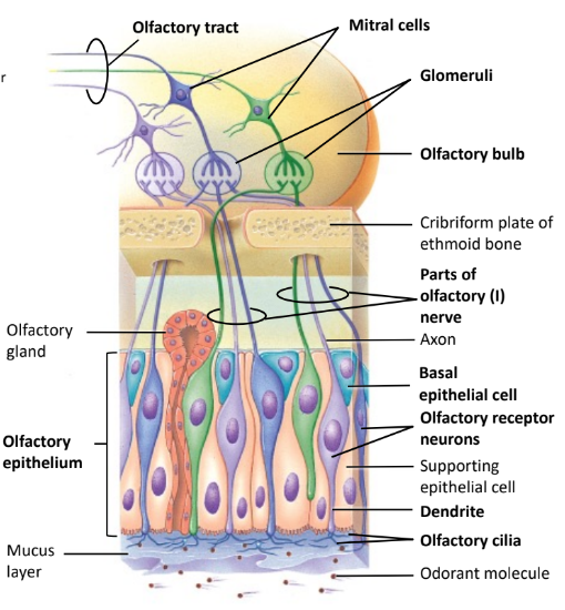 The organ of smell in the roof of the nasal cavity.
