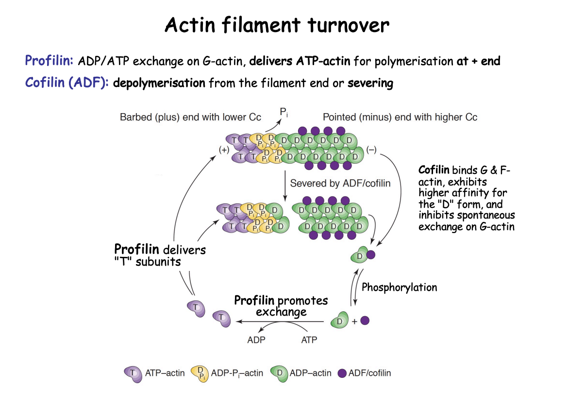 <ul><li><p>modulates locally <strong>profilin</strong> delivery of actin monomers</p></li><li><p>to sites of polymerisation near the plasma membrane</p></li></ul><p></p>