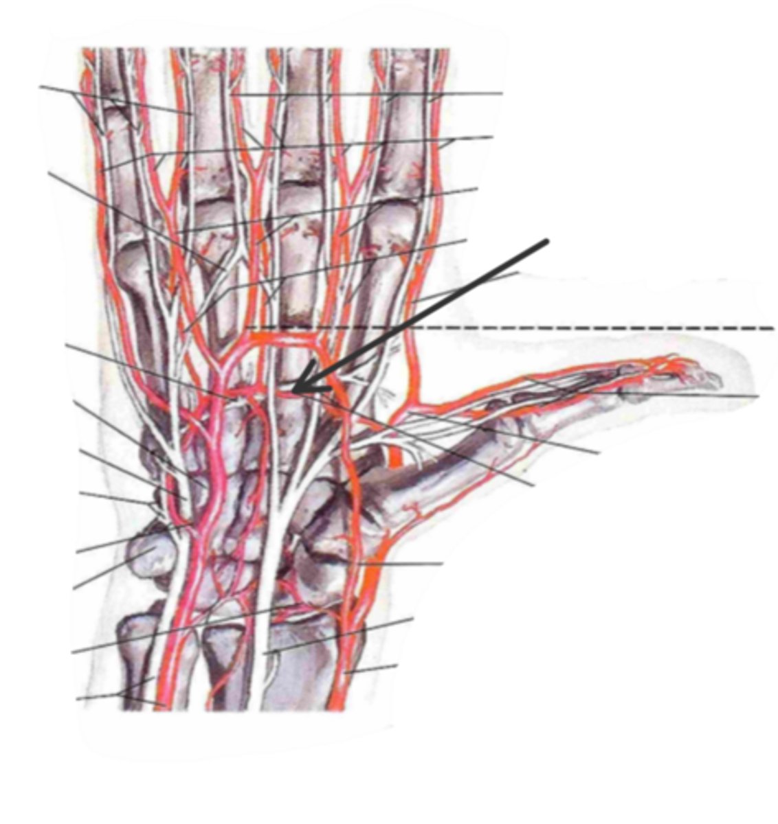 <p>identify the structure(s) indicated by the arrow</p>