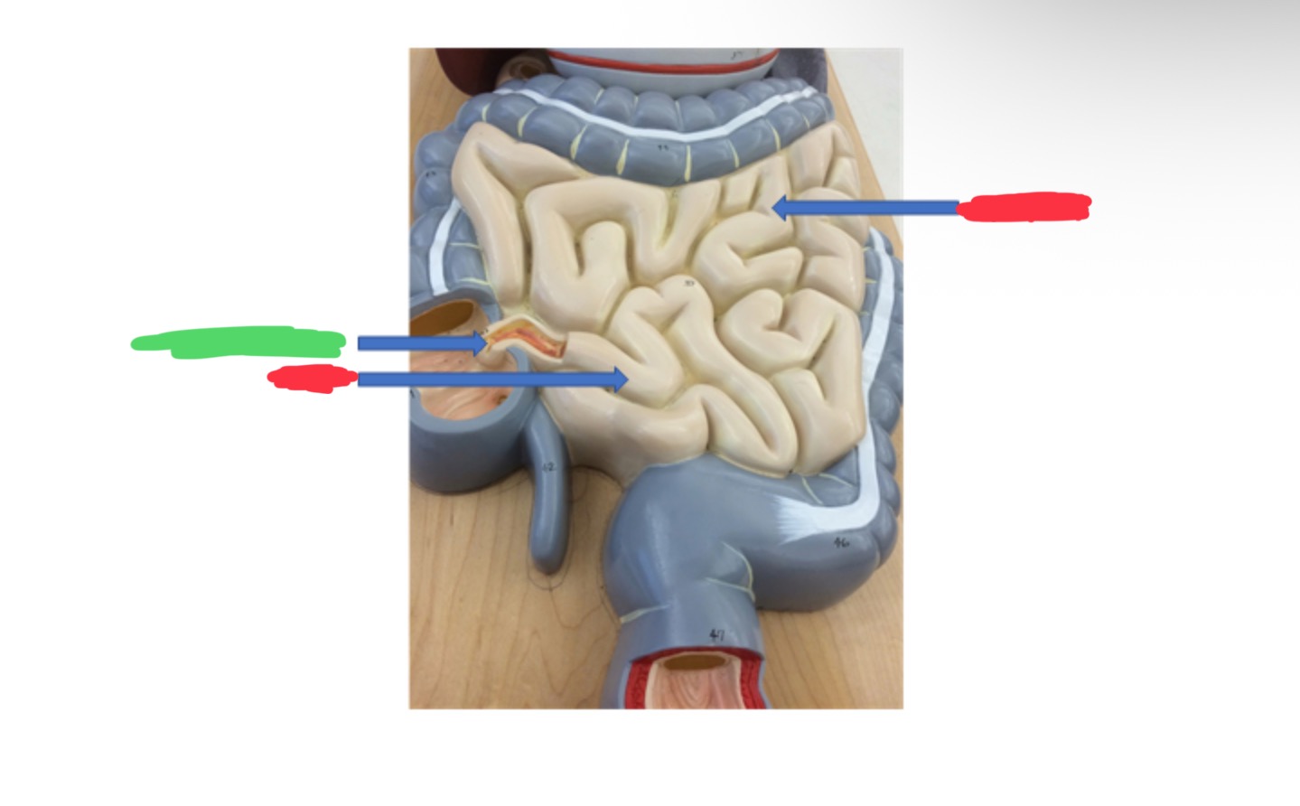 knowt flashcard image