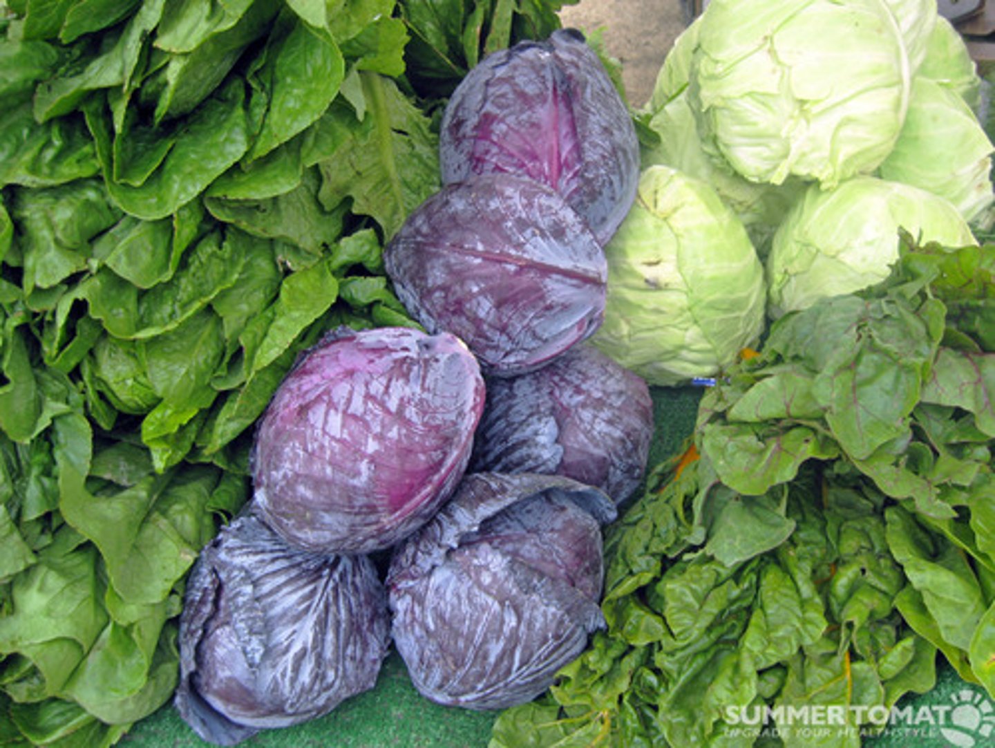 <p>cabbage</p>