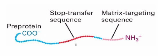 <ul><li><p>To transport to inner membrane there needs to be </p><ul><li><p>N-terminal matrix targeting sequence </p></li><li><p>stop-transfer sequence&nbsp;</p></li></ul></li><li><p>Stop-transfer Sequence</p><ul><li><p>Hydrophobic sequence</p></li><li><p>found in the middle of the protein sequence&nbsp;</p></li><li><p>Helps the target protein go to the inner membrane as it gets stuck in lipid membrane bc hydrophobic&nbsp;</p></li></ul></li></ul><p></p>