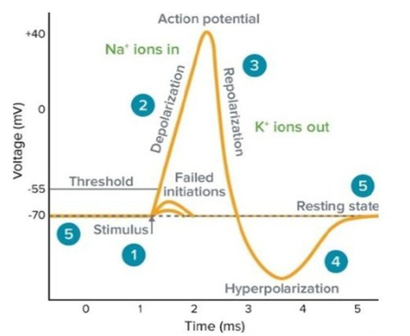 <p>Activation of sodium channels makes the cell membrane more positive.</p>