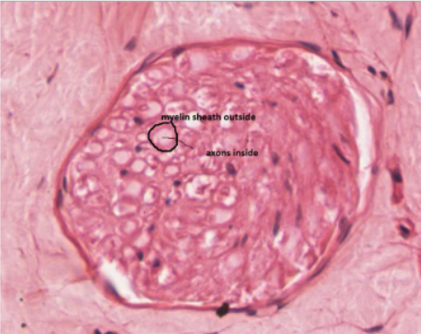 <p>found in <span>peripheral nerves </span></p>