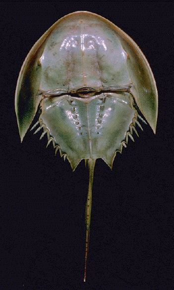 <p>spiders horseshoe crabs ticks mites and scorpions&nbsp;</p><p>have anterior cephalothorax and posterior abdomen&nbsp;</p>