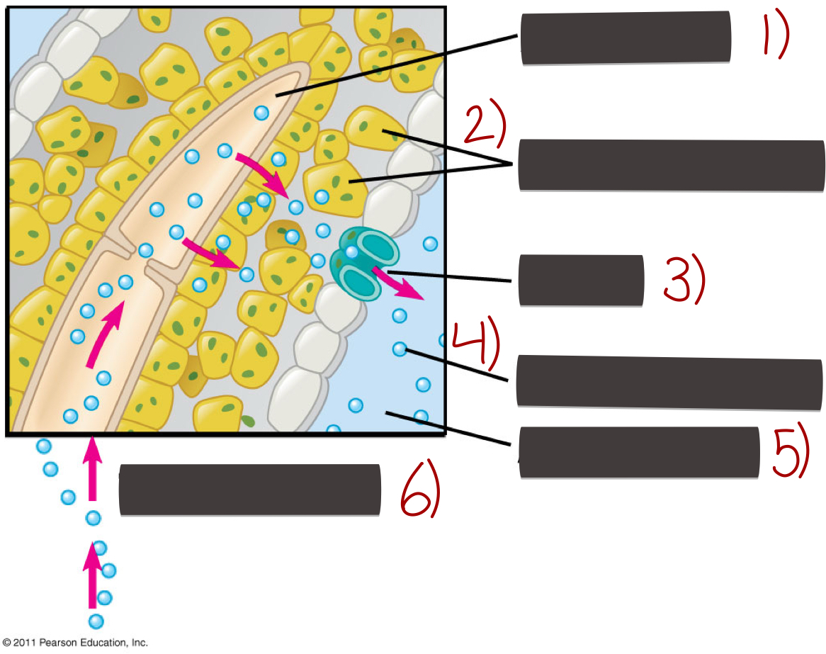 <p>Loss of water through transpiration</p>