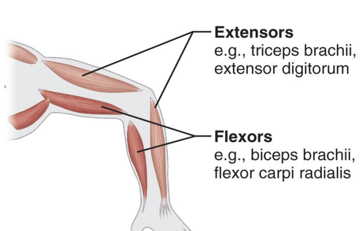 <p><strong>Limb Muscles</strong></p>