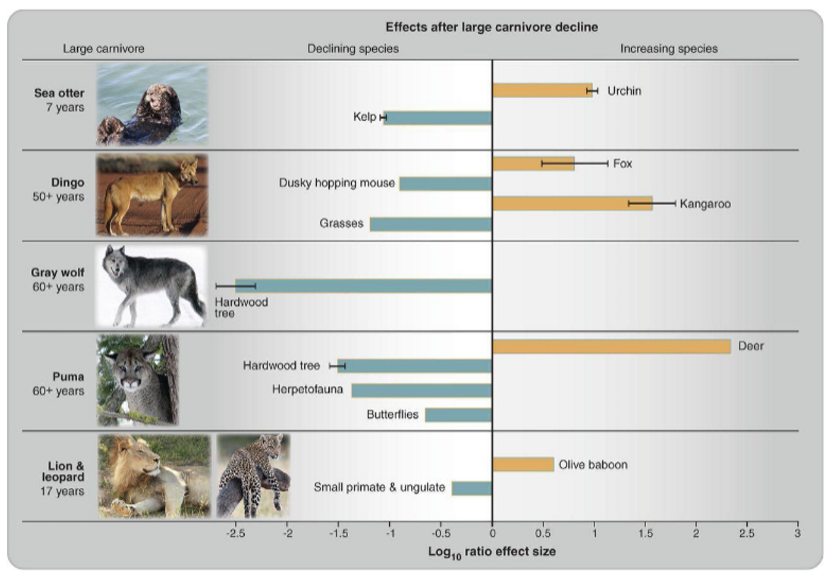 <p>Carnivore Loss Around the World</p>