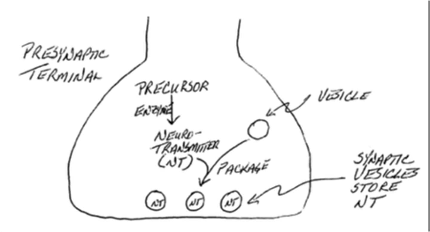 <p>false; a presynaptic neuron will synthesize and store its transmitter molecules ahead of time in vesicles called synaptic vesicles and this is possible because the molecules are hydrophilic</p>