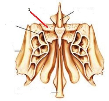 <p>forms the roof of the nasal cavity and has many foramen (openings) through olfactory nerves pass</p>