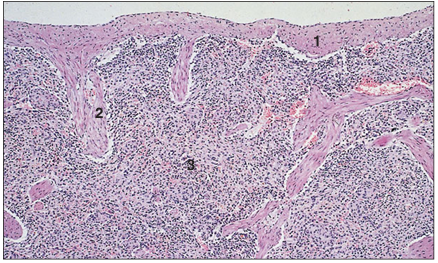 <p>name of histologic slide:</p><p>Specie:</p><p>Parts</p><p>1.__ 2.__ 3.__</p><p>Stain used:</p>