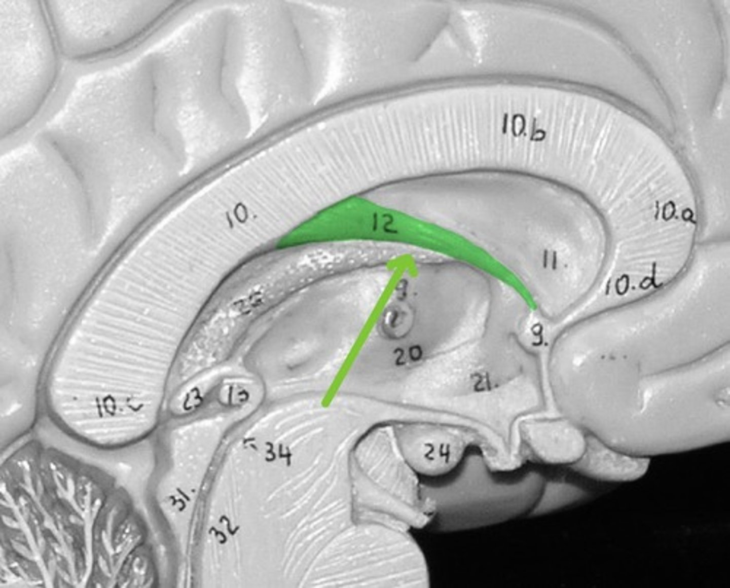 <p>Contains nerve tracts dealing with olfaction/sense of smell</p>