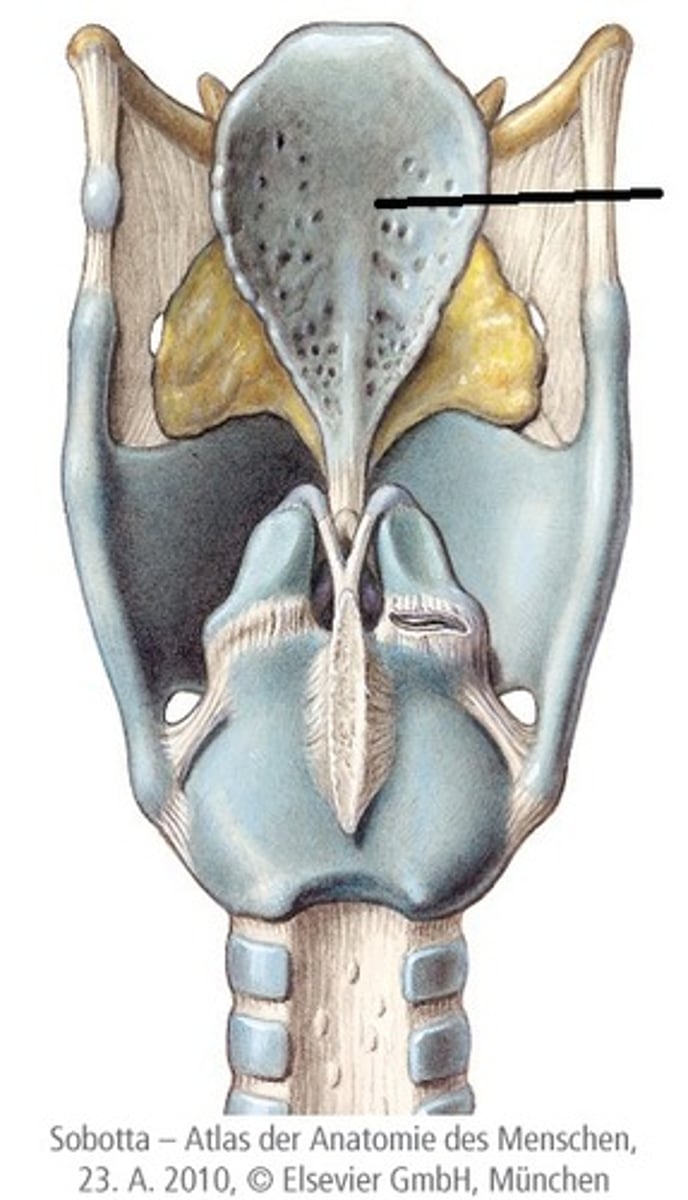 <p>functie: bedekt tijdens het slikken de ingang van de luchtpijp, waardoor voedsel en vloeistoffen de slokdarm ingaan in plaats van de luchtwegen</p>