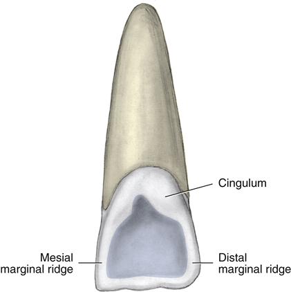 <p>Lingual/palatal lobe of an ANTERIOR tooth</p>