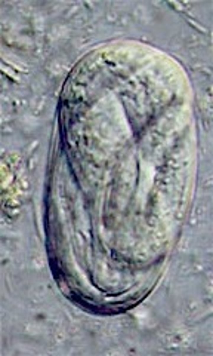 <p>egg</p>