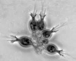<p>closest living relatives to animals</p>
