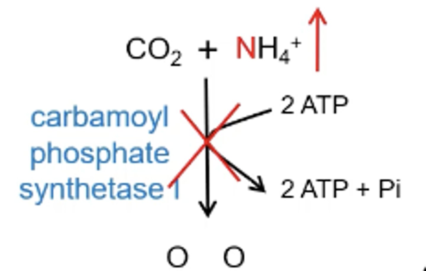 <p>The urea cycle can not start because there is no ammonia to feed into the cycle so there is no is no detoxification that can happen. Ammonia will spike in step one of the urea cycle</p>