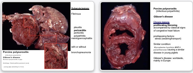 <p>infectious polyarthritis → fibrinous polyserositis from haemophilus parasuis in stressed young pigs </p>