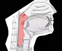 <p>throat; passageway for food to the esophagus and air to the larynx</p>