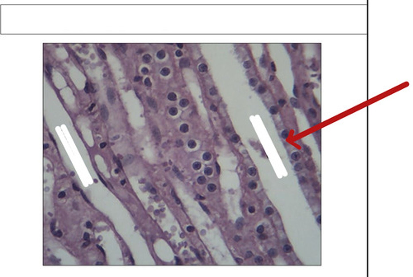 <p>identify this structure and organ</p>