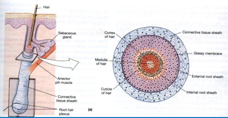 <ul><li><p>An accessory structure of the integumentary system.</p></li><li><p>Deep into the dermis</p></li><li><p>features root hair plexus: nerve ending to sense movement of hair</p></li></ul><p></p>
