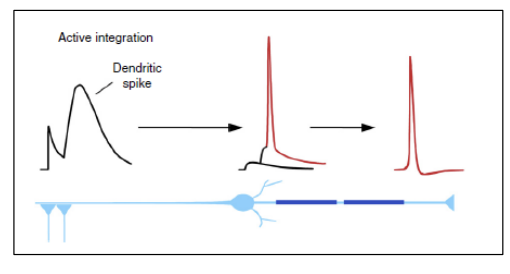 <p>→ forward-propagation of dendritic potentials from synapse to AIS</p>