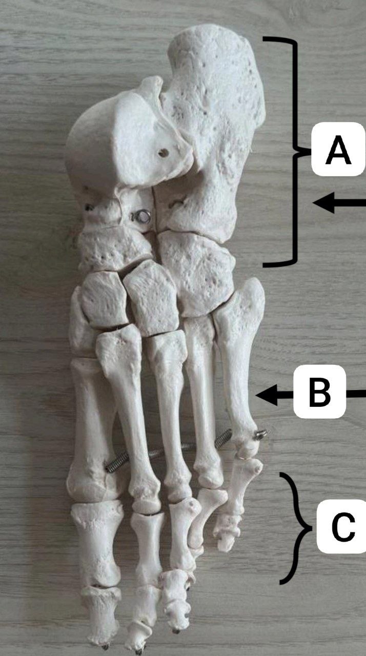 <p>Identify the following</p>