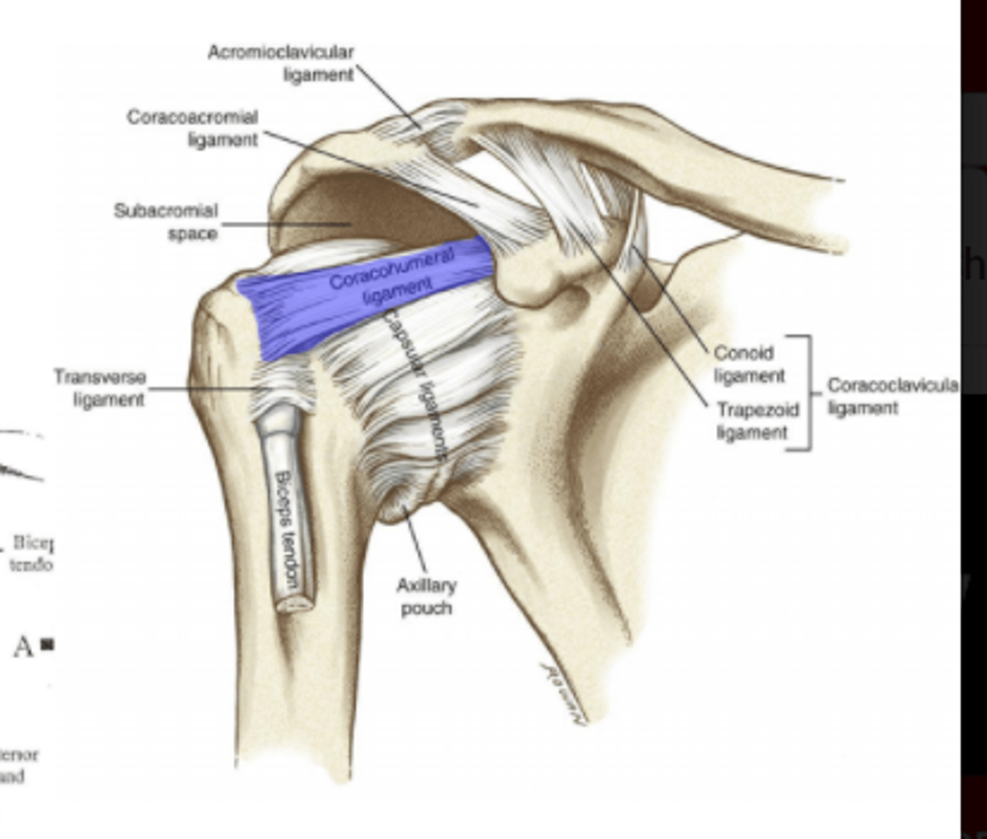 <p>Identify the ligament.</p>