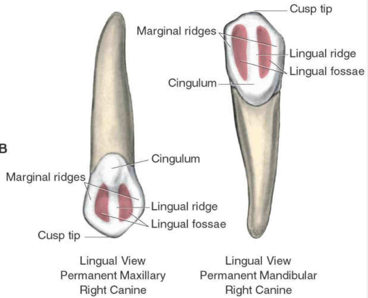 <p>what are the structures for the lingual aspect of the canines?</p>