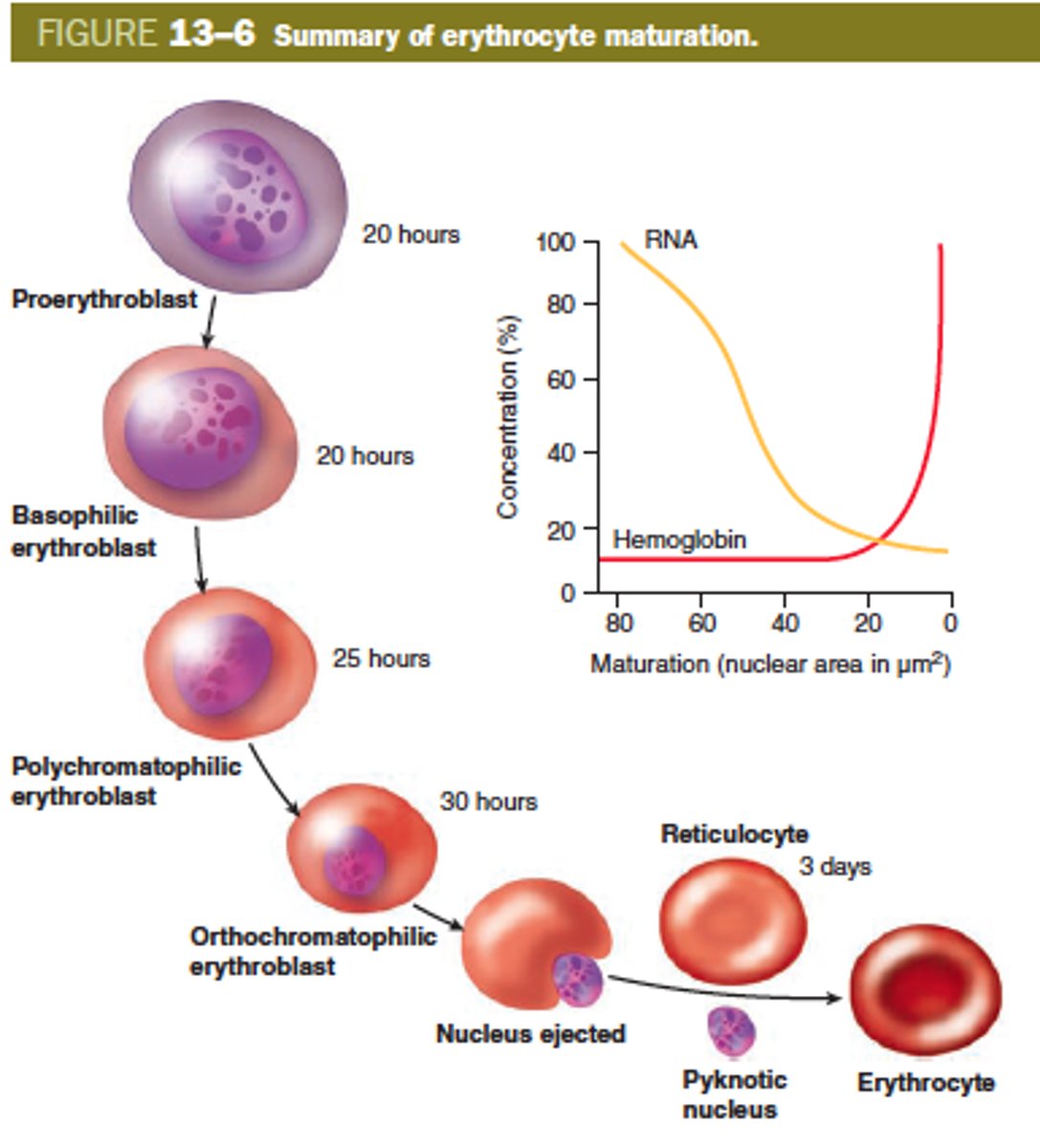 <p>The formation of red blood cells; occurs when a hormone (erythropoietin) is released in response hypoxia (low O2 in the tissues)</p>