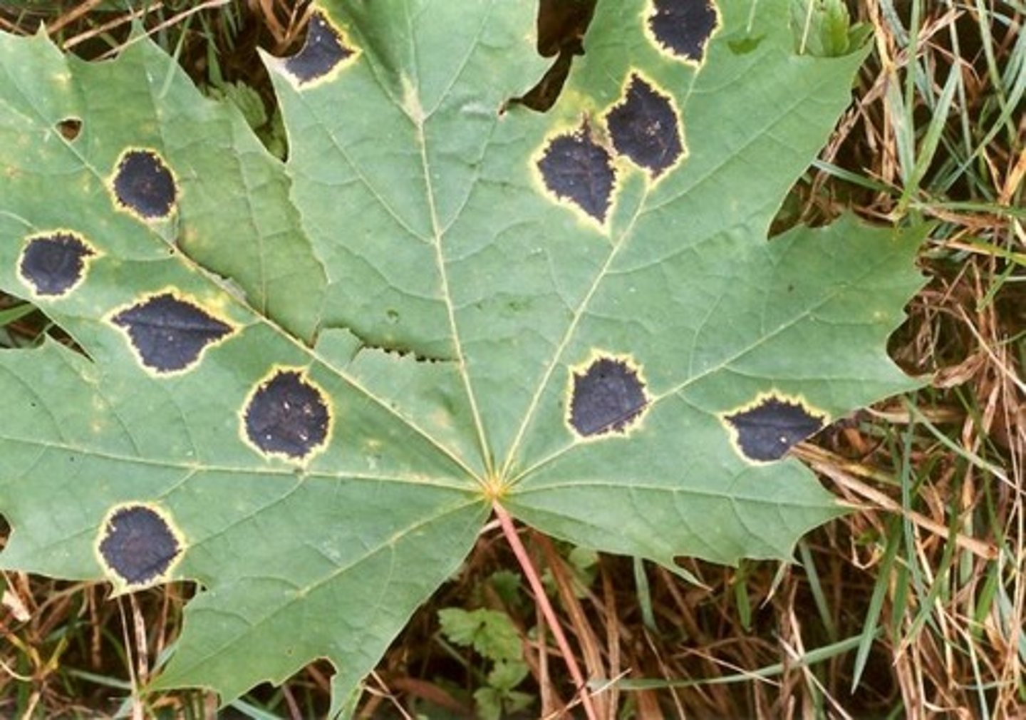 <p>Lönnens tjärfläckssvamp (ascomycota)</p>