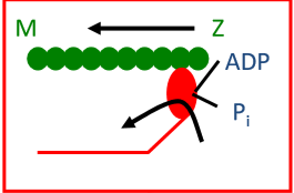 <p>myosinekopje (ADP + Pi) bindt aan actine (Ca2+ afhankelijke stap) </p>