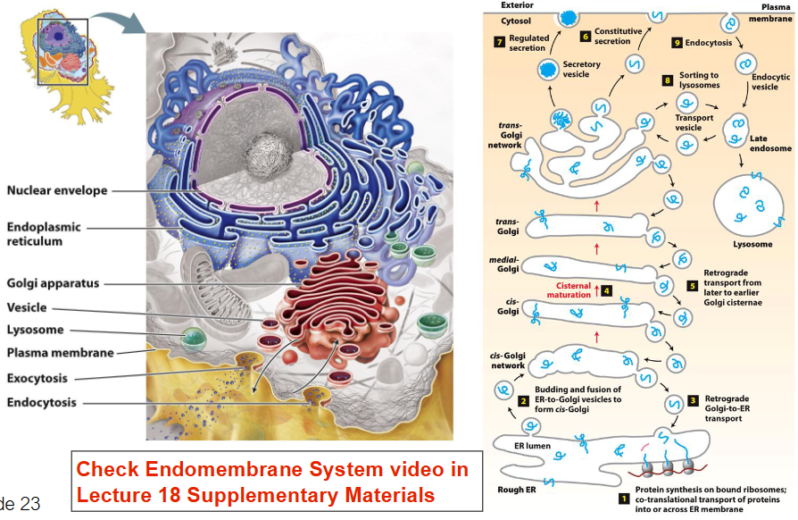 <ul><li><p>Nuclear envelope</p></li><li><p>ER</p></li><li><p>Golgi apparatus</p></li><li><p>Vesicles</p></li><li><p>Lysosomes</p></li><li><p>Plasma membrane (phospholipid bilayer + proteins, cholesterol, glycolipids, glycoproteins)</p></li><li><p>Facilitates:</p><ul><li><p>Exo and endocytosis</p></li></ul></li></ul><p></p>