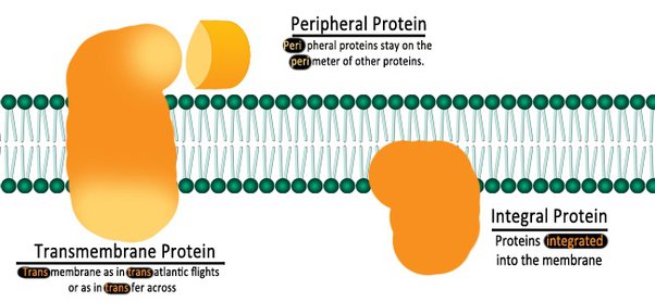 <p>-integral = embedded thru bilayer. many are glycoproteins. amphipathic</p><p>-peripheral = only on outside, loosely attached. hydrophilic.</p>