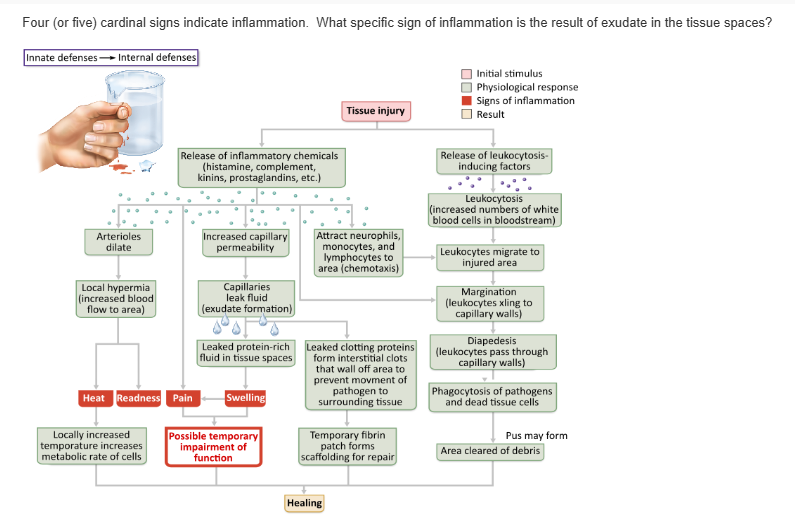 <table style="min-width: 25px;"><colgroup><col style="min-width: 25px;"></colgroup><tbody><tr><td colspan="1" rowspan="1" style="margin: 0px; padding: 0.3em; position: relative;"><p>heat &nbsp; &nbsp; &nbsp; &nbsp;</p></td></tr><tr><td colspan="1" rowspan="1" style="margin: 0px; padding: 0.3em; position: relative;"><p>edema (swelling) &nbsp; &nbsp; &nbsp; &nbsp;</p></td></tr><tr><td colspan="1" rowspan="1" style="margin: 0px; padding: 0.3em; position: relative;"><p>pain &nbsp; &nbsp; &nbsp; &nbsp;</p></td></tr><tr><td colspan="1" rowspan="1" style="margin: 0px; padding: 0.3em; position: relative;"><p>impaired function &nbsp; &nbsp; &nbsp; &nbsp;</p></td></tr></tbody></table><p></p>