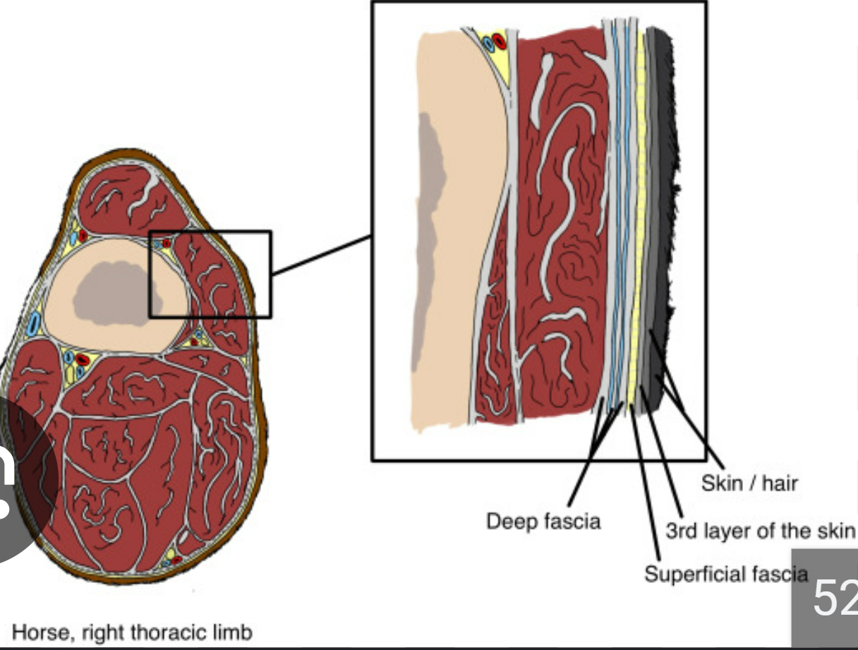 <p>near surface of the body/solid organ</p><p>opposite deep</p>