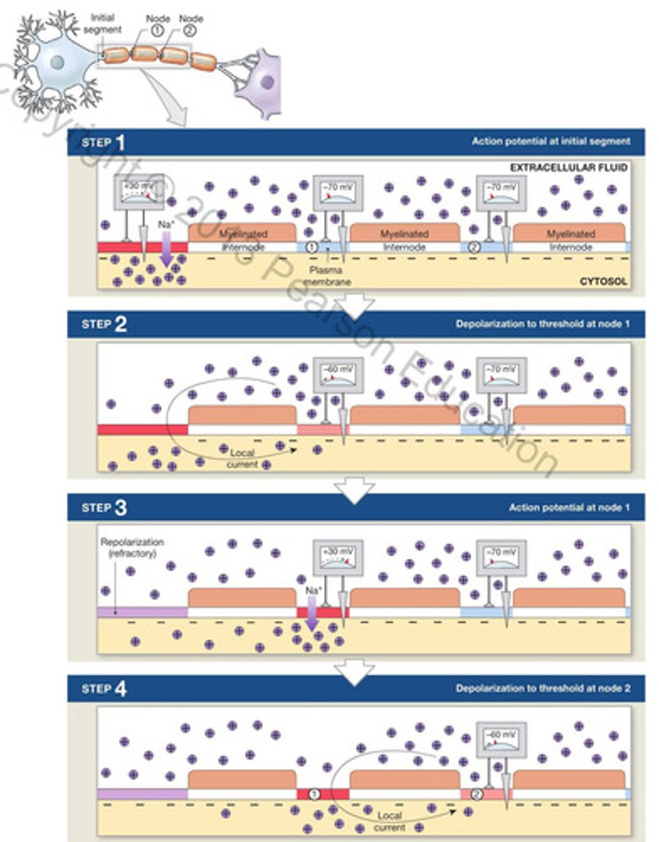 <p>- action potential along myelinated axon</p><p>- faster and less energy than cont.</p><p>- local current "jumps" from node to node</p><p>- depolarization only at nodes</p>