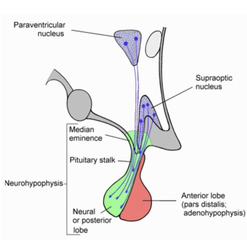 <p><strong>hypothalamus</strong></p><ul><li><p>control of the pituitary gland</p></li><li><p>the ______ and ______ nuclei contain neurons that produce oxytocin and vasopressin that release these peptides onto the capillaries of the posterior pituitary</p></li></ul><p></p>